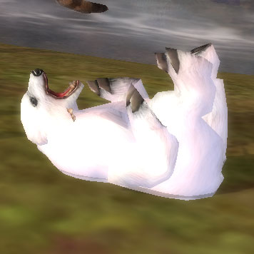kuma.jpg